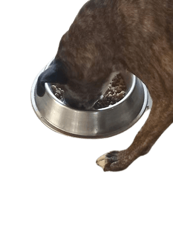 Dogs love the Puppy Bistro
