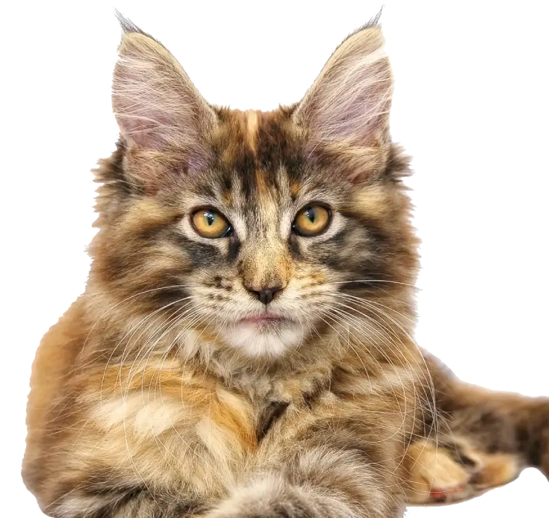 Homemade Cat Food